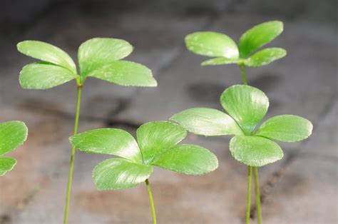 幸運草鐵樹|像極了烤玉米超Q！室內植物殿堂「幸運草鐵樹」夏季。